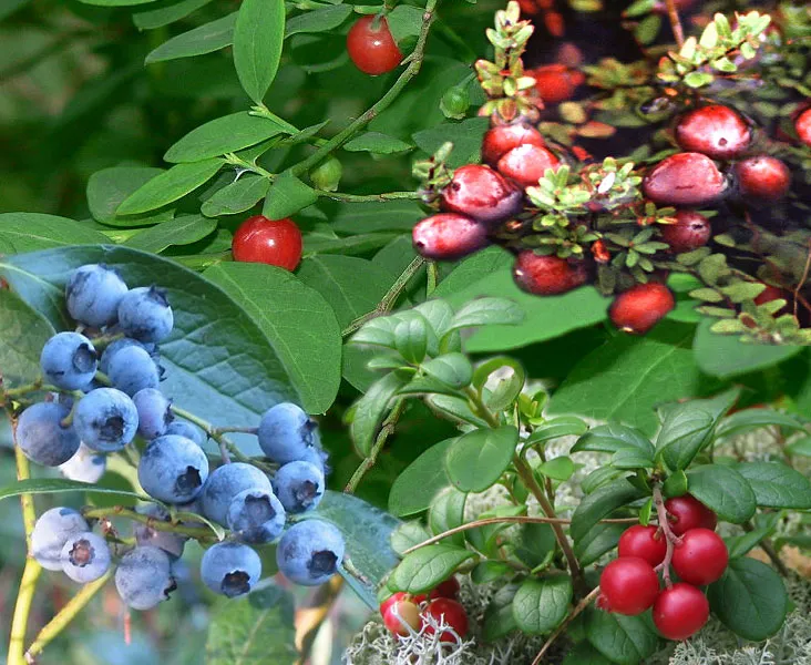 Heidelbeeren selbst pflücken in Durbach