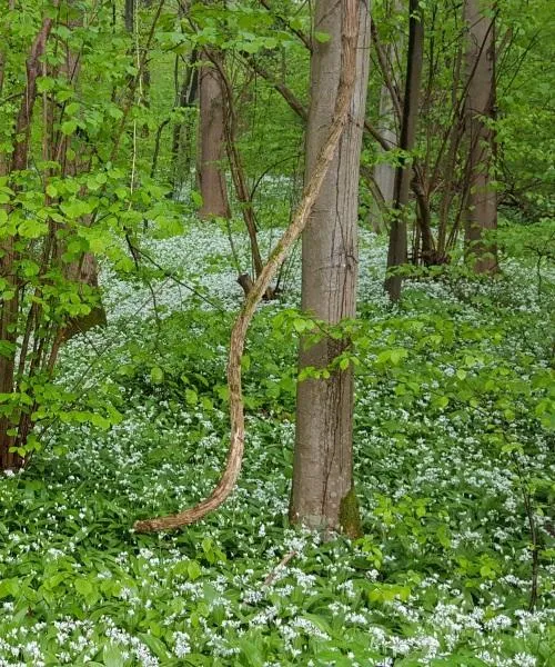 Märchenzauber im Auenwald für Familien