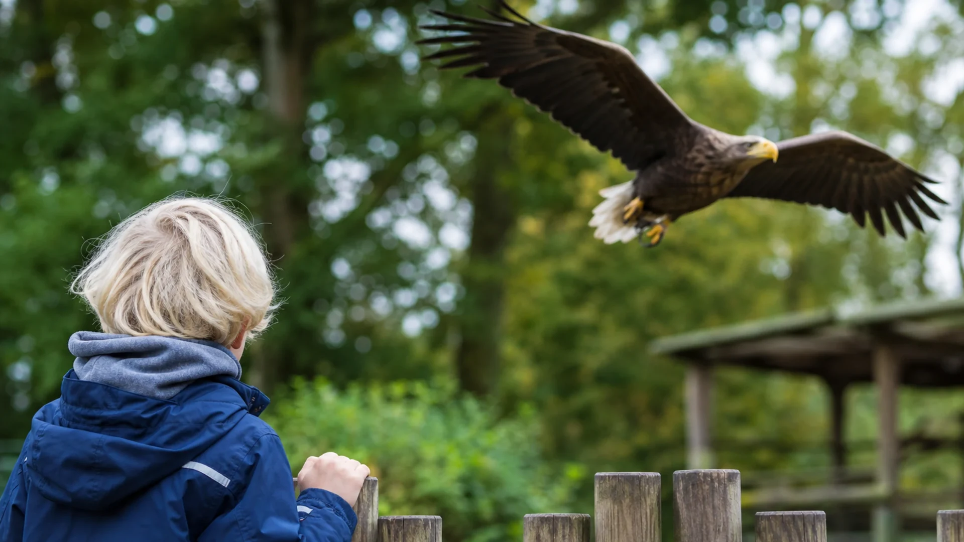 Vogelpark Steinen, Greifvogel-Flugshows im Südschwarzwald