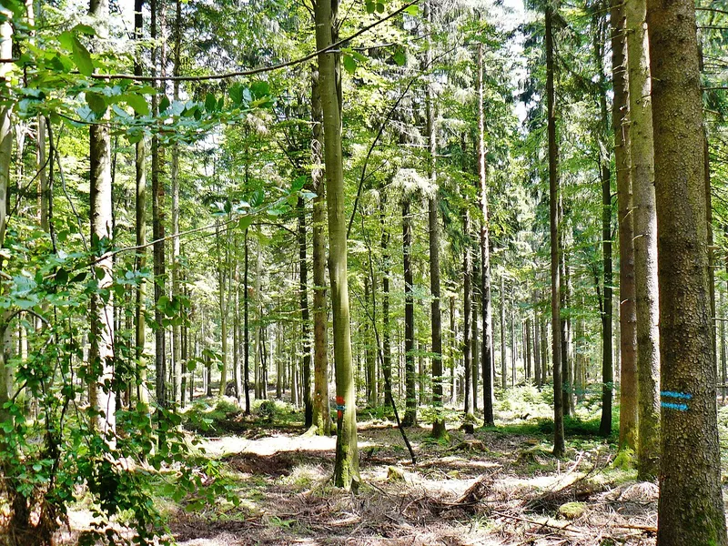 Märchenweg für kleine Wanderer in Bad Wildbad