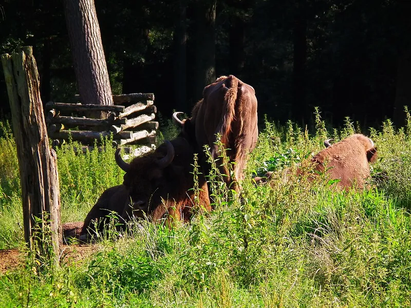 Entspannt im Tierpark Oberwald spazieren