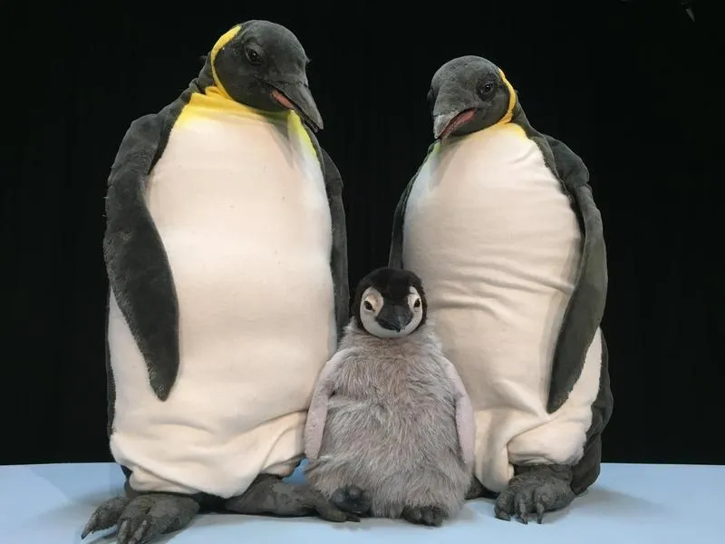 Pit Pinguin im marotte Theater