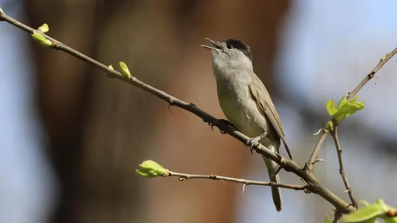 Vogelstimmenspaziergang im Hardtwald mit Frühstück