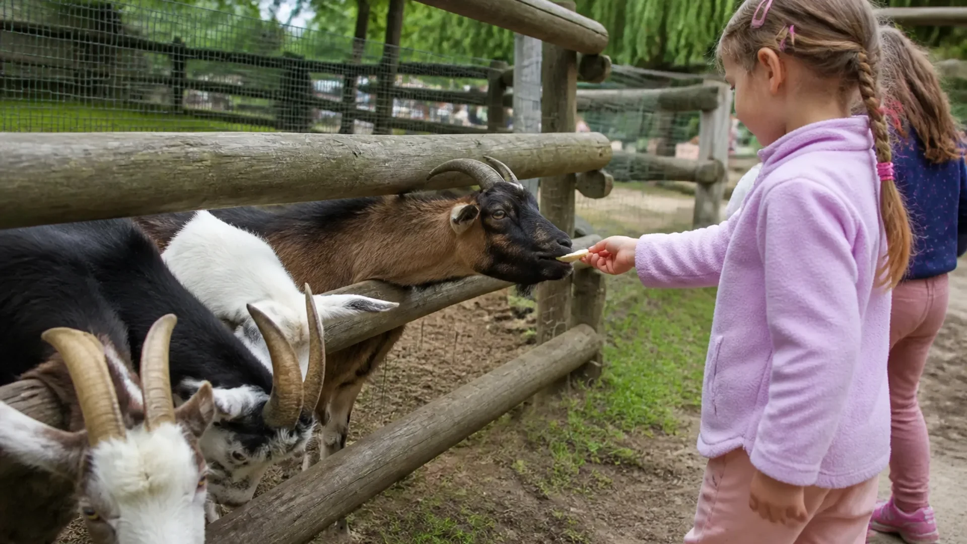 Streichelzoo mit Ziegen und Kaninchen in Bad Schönborn