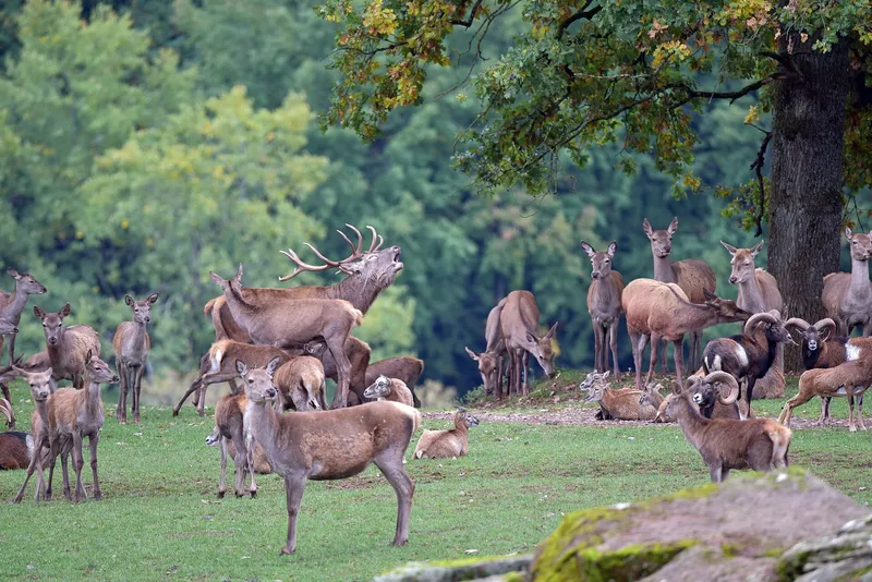 Wildpark Südliche Weinstraße in Silz – Natur erleben