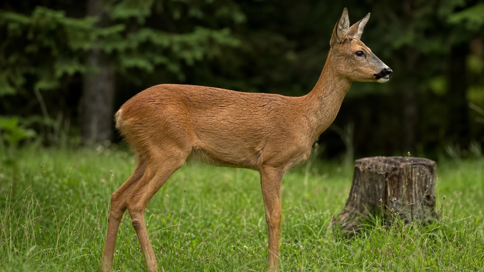 Wildgehege Baiersbronn, Naturerlebnis