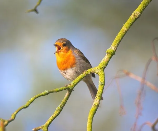 Workshop zu Vogelgesängen im Mitmach-Garten Rüppurr