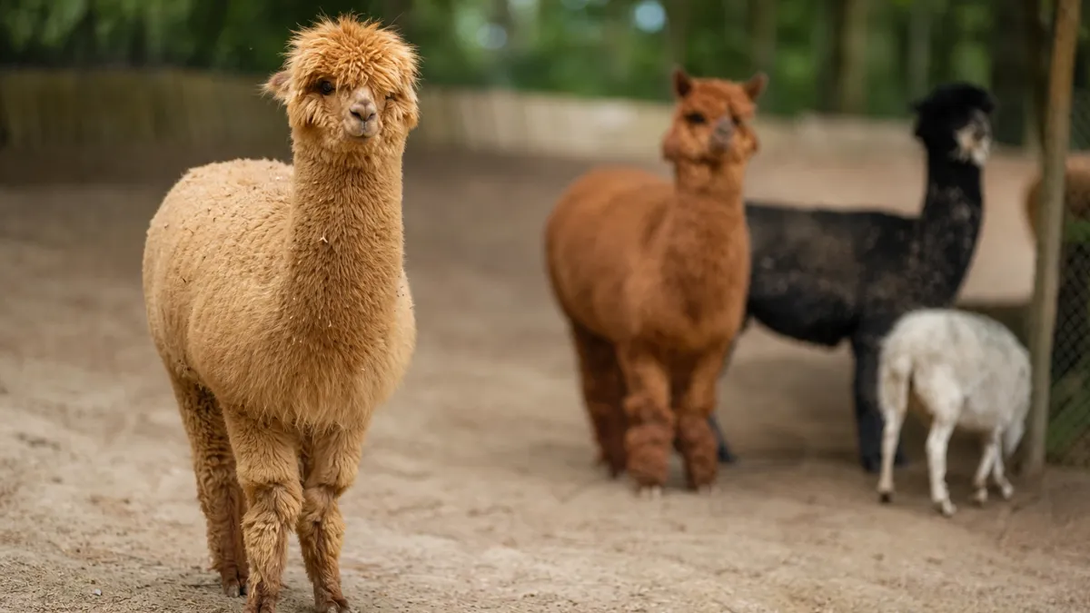 Tierpark Bretten – Ein Ausflug
