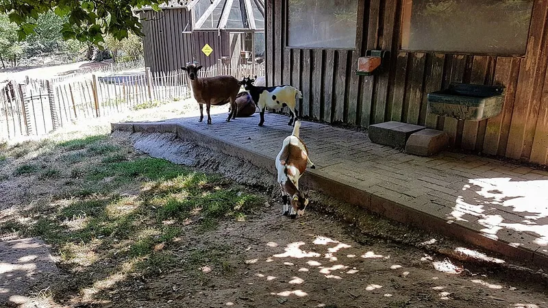 Tierpark Bretten – Ein Ausflug für die ganze Familie