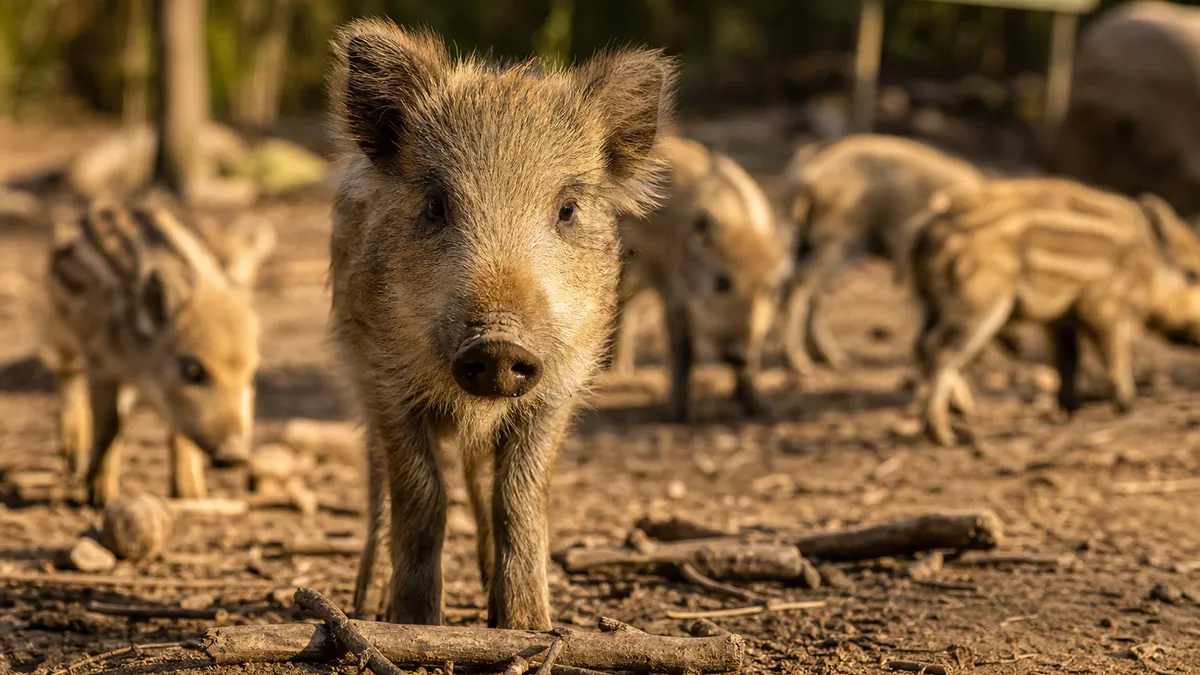 Wildschweine im Oberwald beobachten