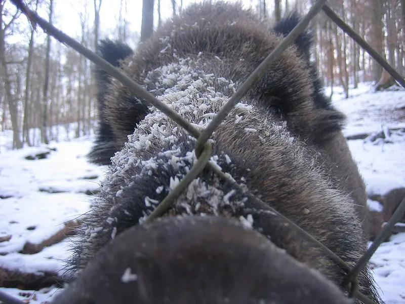 Wildschweine im Oberwald beobachten