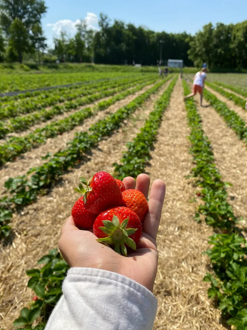 Himbeeren und Brombeeren selbst pflücken in Ladenburg