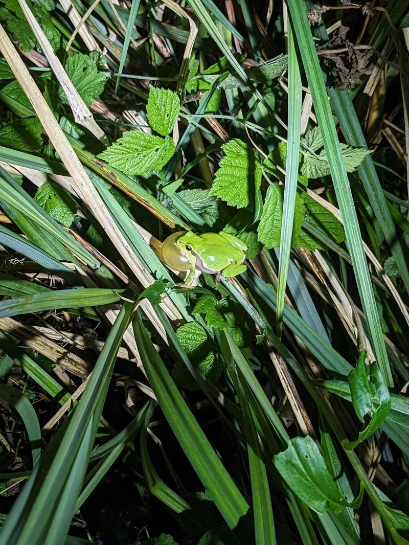 Fahrradausflug zu den Amphibien im Hardtwald